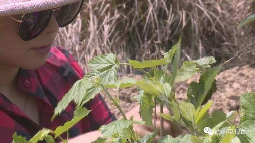 三叶最新爆料,神秘事件背后的惊人真相 第3张 三叶最新爆料,神秘事件背后的惊人真相 第3张