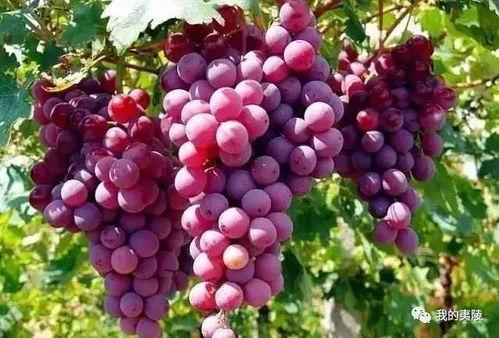 葡萄爆料视频大全最新,揭秘娱乐圈最新热点事件 第1张 葡萄爆料视频大全最新,揭秘娱乐圈最新热点事件 第1张